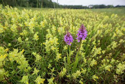 BUITEN BEELD Foto: 294615