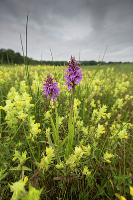 BUITEN BEELD Foto: 294618