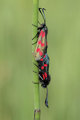 BUITEN BEELD Foto: 294621