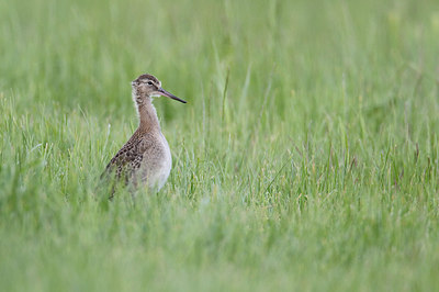 BUITEN BEELD Foto: 294626