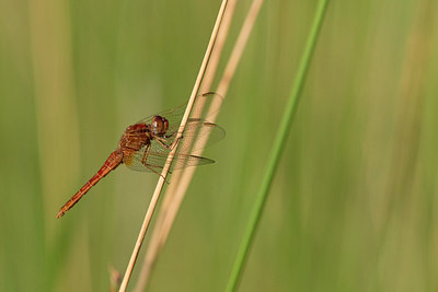 BUITEN BEELD Foto: 294632