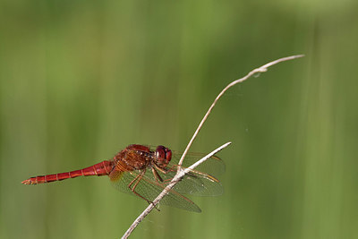 BUITEN BEELD Foto: 294633
