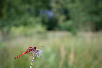BUITEN BEELD Foto: 294635