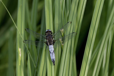 BUITEN BEELD Foto: 294637