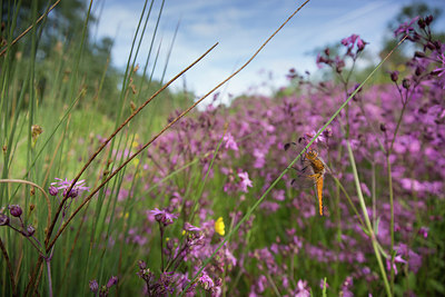 BUITEN BEELD Foto: 294638