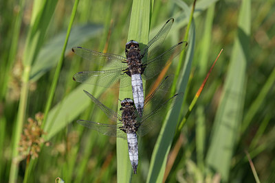 BUITEN BEELD Foto: 294644