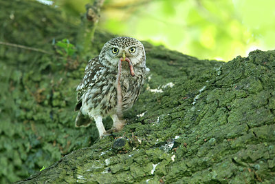 BUITEN BEELD Foto: 294674