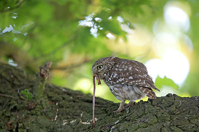 BUITEN BEELD Foto: 294675