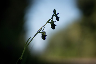 BUITEN BEELD Foto: 294684