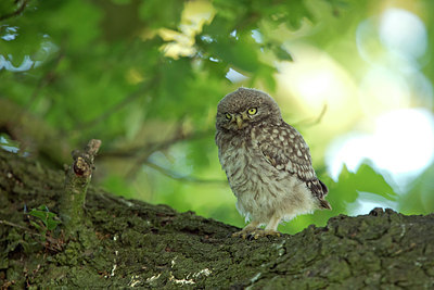 BUITEN BEELD Foto: 294689