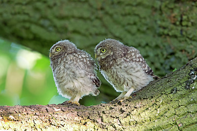 BUITEN BEELD Foto: 294692