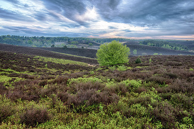 BUITEN BEELD Foto: 294718