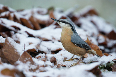 BUITEN BEELD Foto: 294729