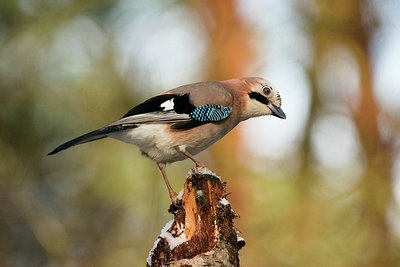 BUITEN BEELD Foto: 294732