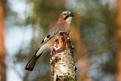 BUITEN BEELD Foto: 294735