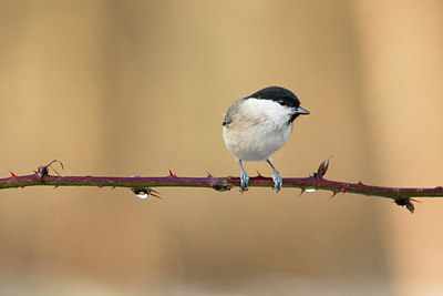 BUITEN BEELD Foto: 294737
