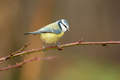 BUITEN BEELD Foto: 294739