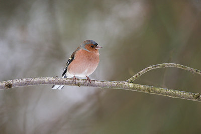 BUITEN BEELD Foto: 294741