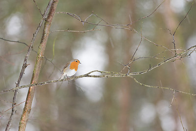 BUITEN BEELD Foto: 294742