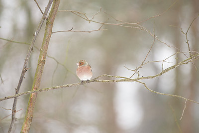 BUITEN BEELD Foto: 294749
