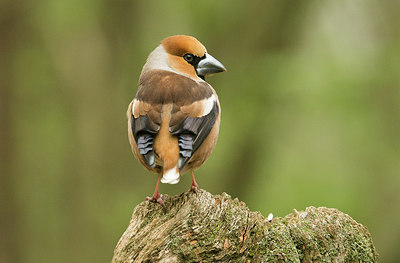 BUITEN BEELD Foto: 294754