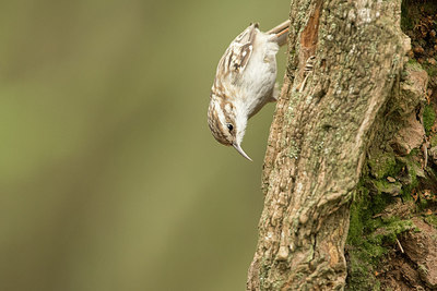 BUITEN BEELD Foto: 294767