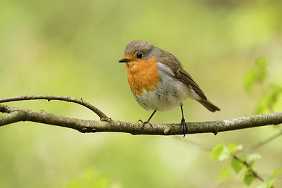 BUITEN BEELD Foto: 294768