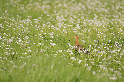 BUITEN BEELD Foto: 294782