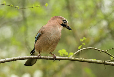 BUITEN BEELD Foto: 294792