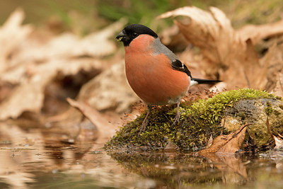 BUITEN BEELD Foto: 294793