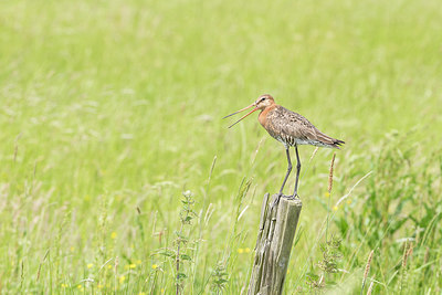 BUITEN BEELD Foto: 294803