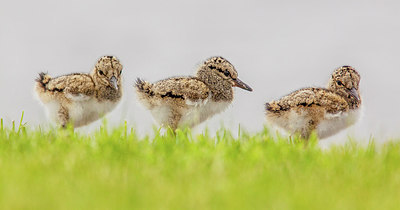 BUITEN BEELD Foto: 294830