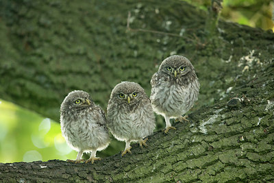 BUITEN BEELD Foto: 294839