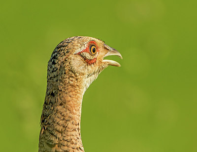 BUITEN BEELD Foto: 294842