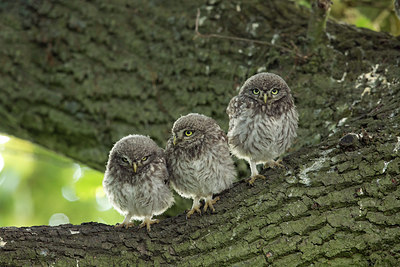 BUITEN BEELD Foto: 294855