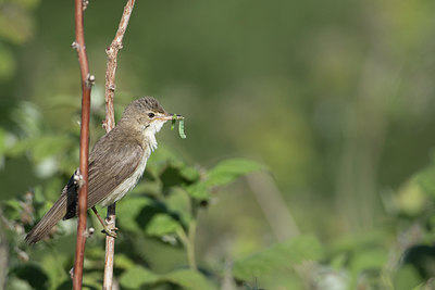 BUITEN BEELD Foto: 294866