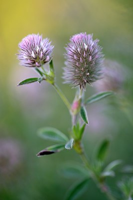 BUITEN BEELD Foto: 294874