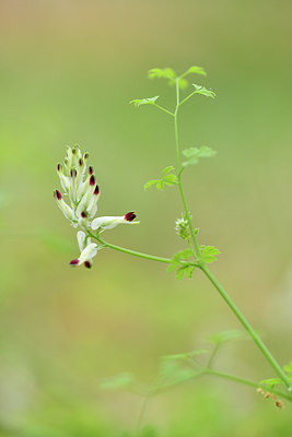 BUITEN BEELD Foto: 294881