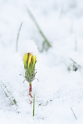 BUITEN BEELD Foto: 294915