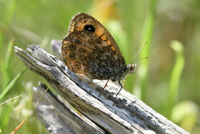 BUITEN BEELD Foto: 294929