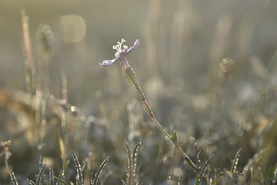BUITEN BEELD Foto: 294944