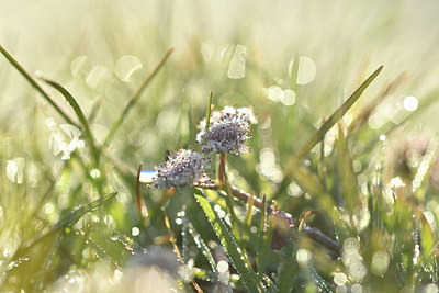 BUITEN BEELD Foto: 294965