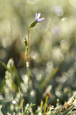 BUITEN BEELD Foto: 294976