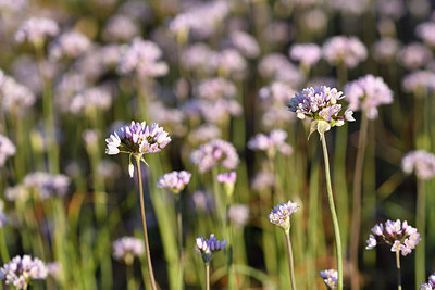 BUITEN BEELD Foto: 294980