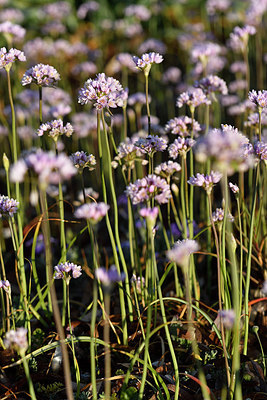 BUITEN BEELD Foto: 294982