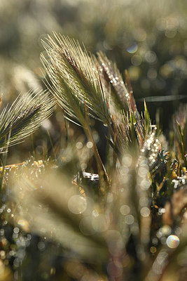 BUITEN BEELD Foto: 294986