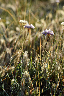 BUITEN BEELD Foto: 294988