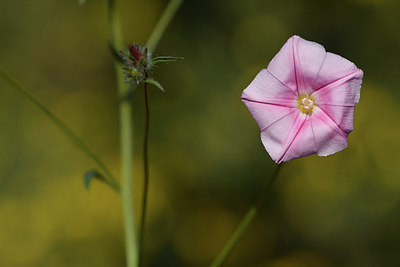 BUITEN BEELD Foto: 295000