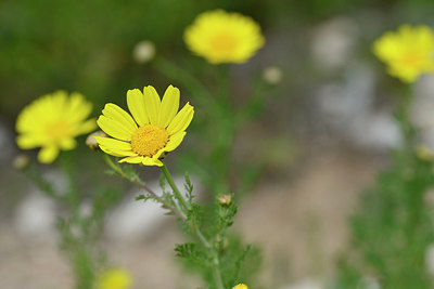 BUITEN BEELD Foto: 295012