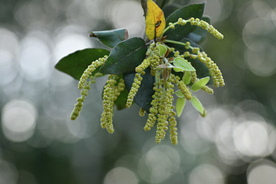 BUITEN BEELD Foto: 295014